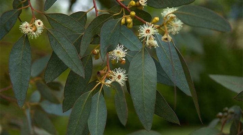 LEMON EUCALYPTUS Lemon Scented Gum