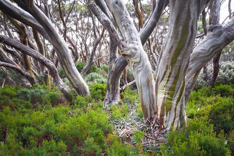 LEMON EUCALYPTUS Lemon Scented Gum