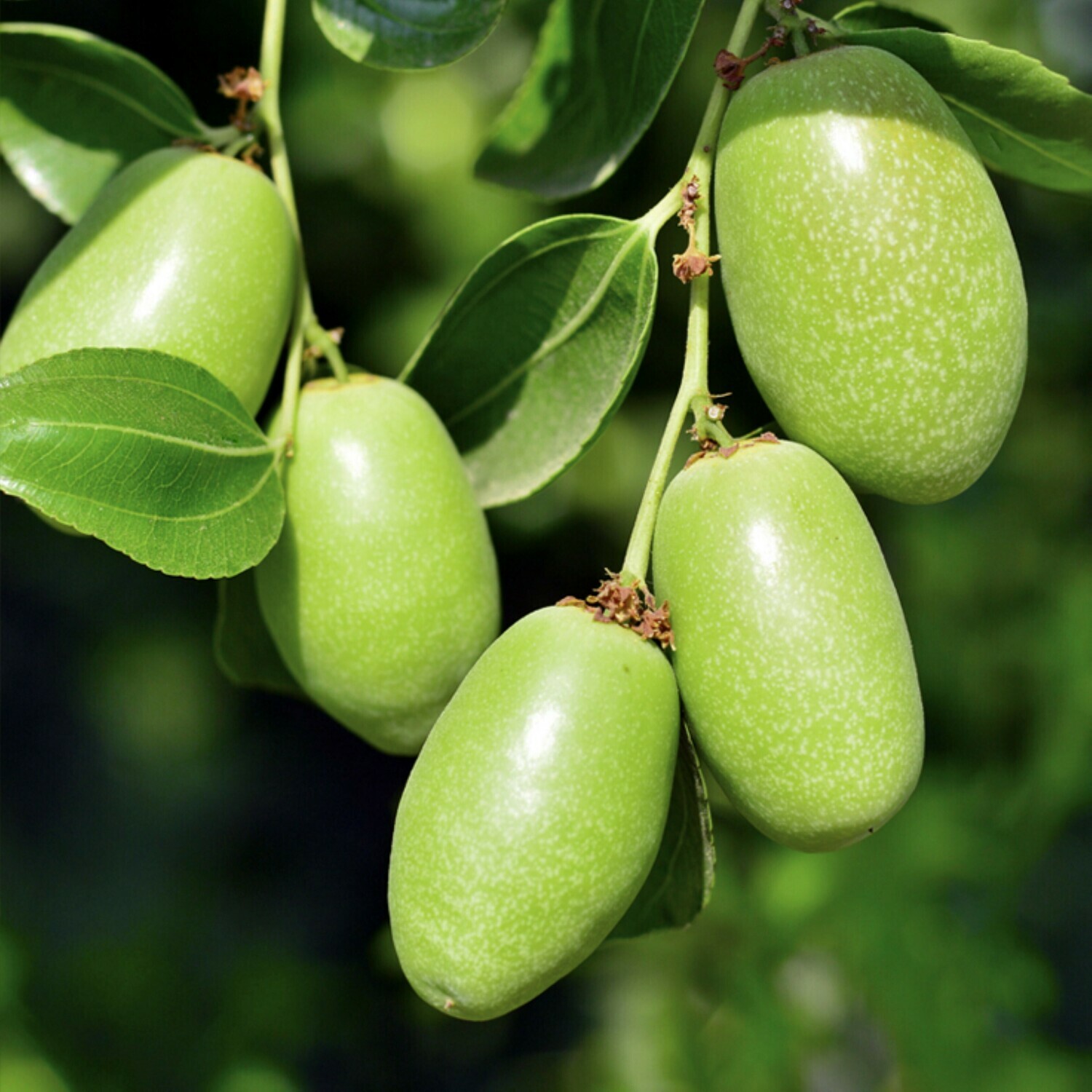 Jojoba Simmondsia chinensis goat nut