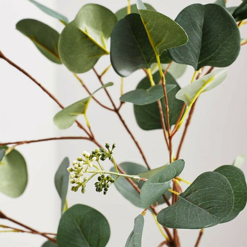 New Zealand Silver Eucalyptus dollar tree