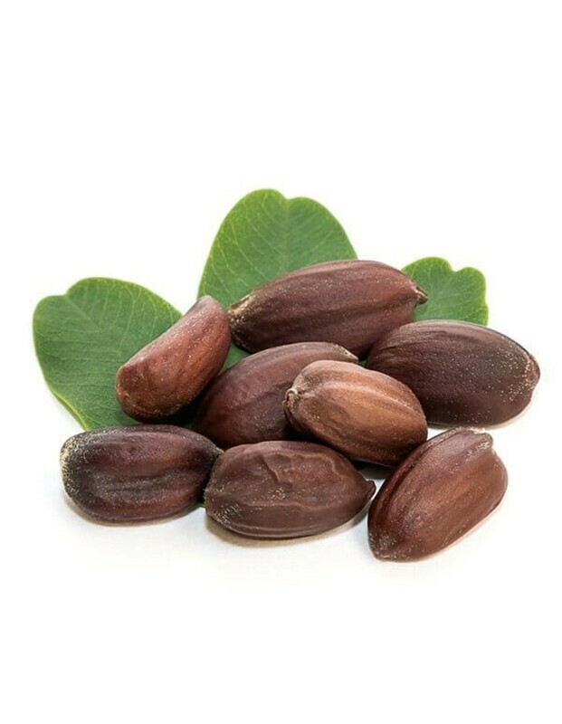 Jojoba Simmondsia chinensis goat nut