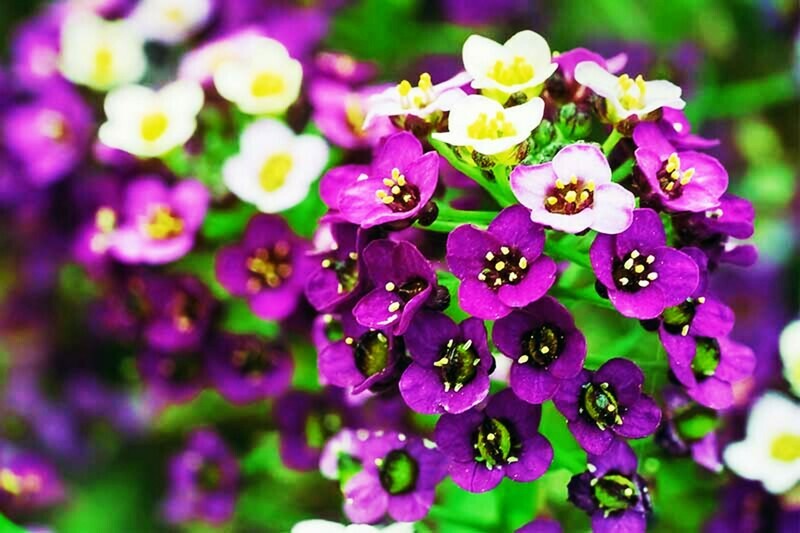 Alyssum Seeds Sweet  Carpet Flower