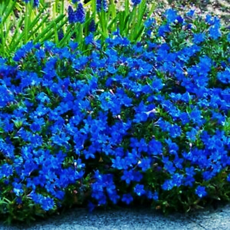 Alyssum Seeds Sweet  Carpet Flower