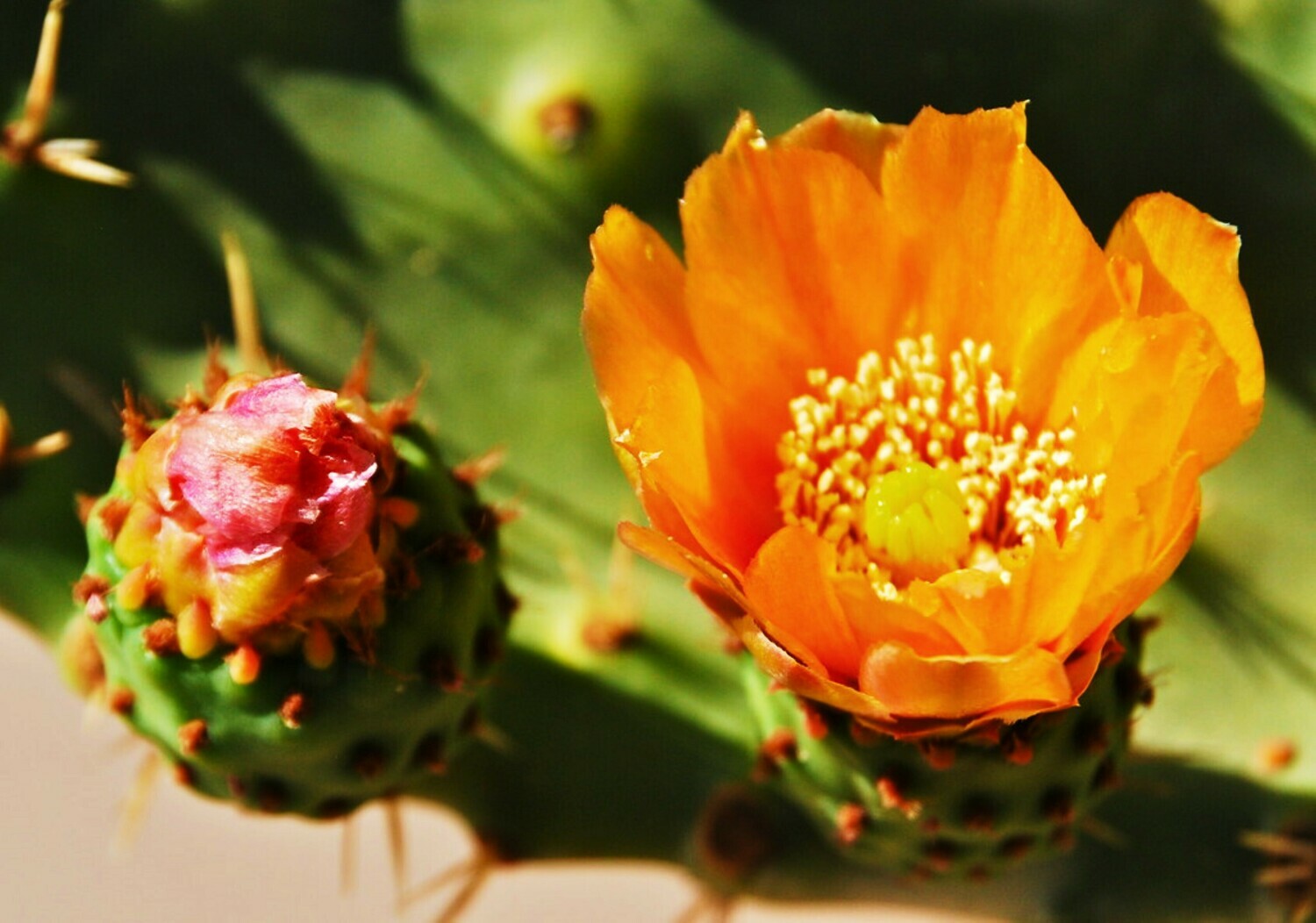 Opuntia ficus indica Spineless Prickly Pear Cacti