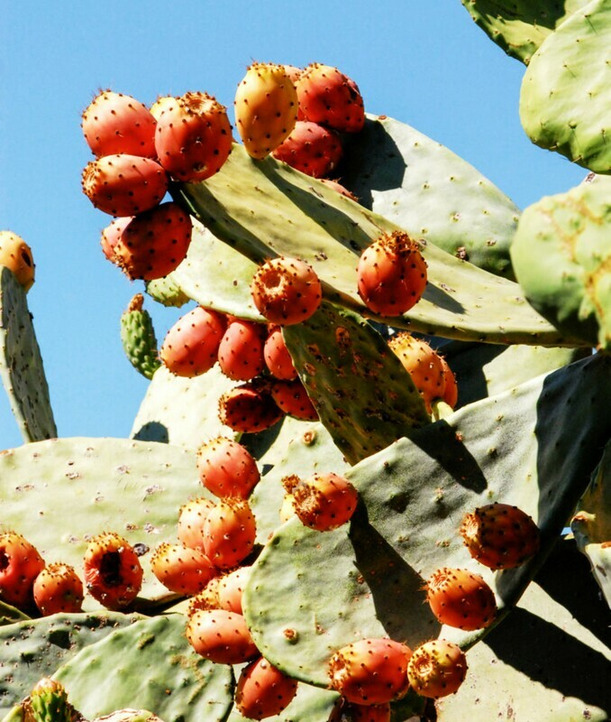 Opuntia ficus indica Spineless Prickly Pear Cacti