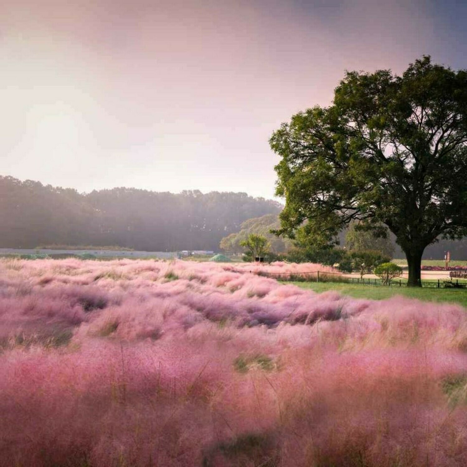 Pink muhly grass Muhlenbergia capillaris