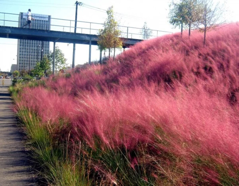 Pink muhly grass Muhlenbergia capillaris