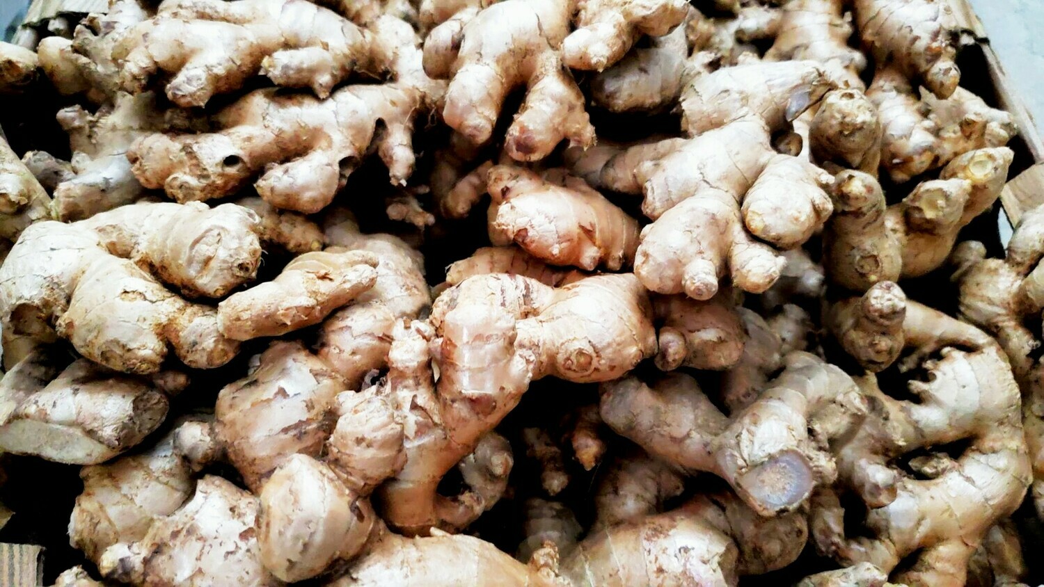 Spicy Ginger Rhizome Plant zingiber officinale, Options: 4oz Roots