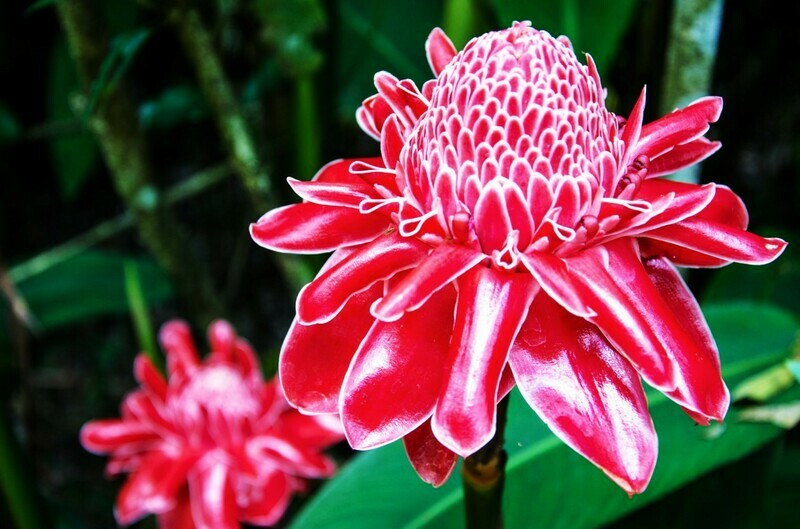 Spicy Ginger Rhizome Plant zingiber officinale