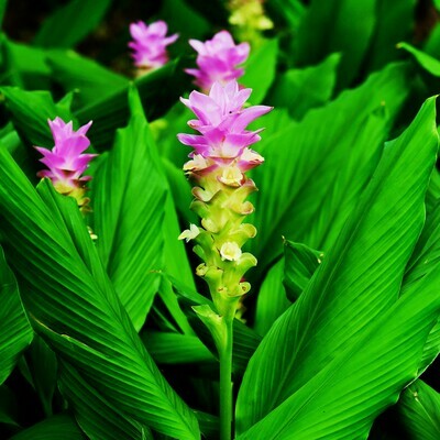 Turmeric Rhizome  Cu Nghe Curcuma longa Zingiberaceae