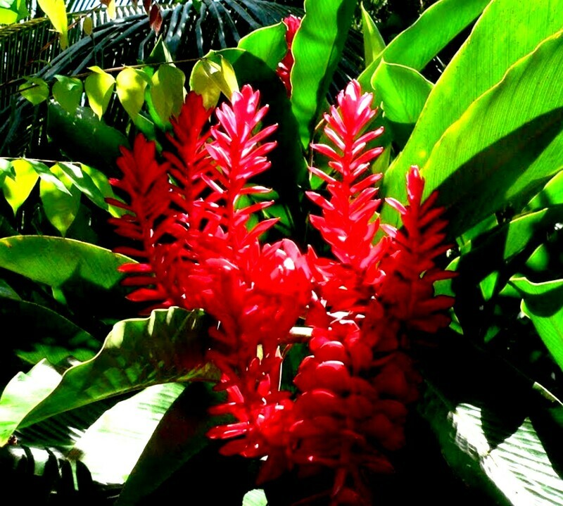 GALANGAL Rhizome THAI Ginger Zingiber Zingiberaceae