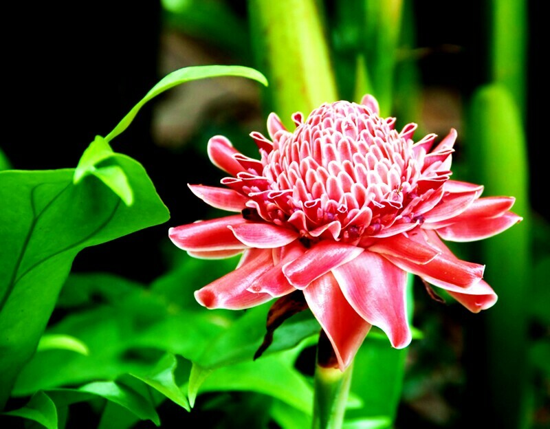 Spicy Ginger Rhizome Plant zingiber officinale