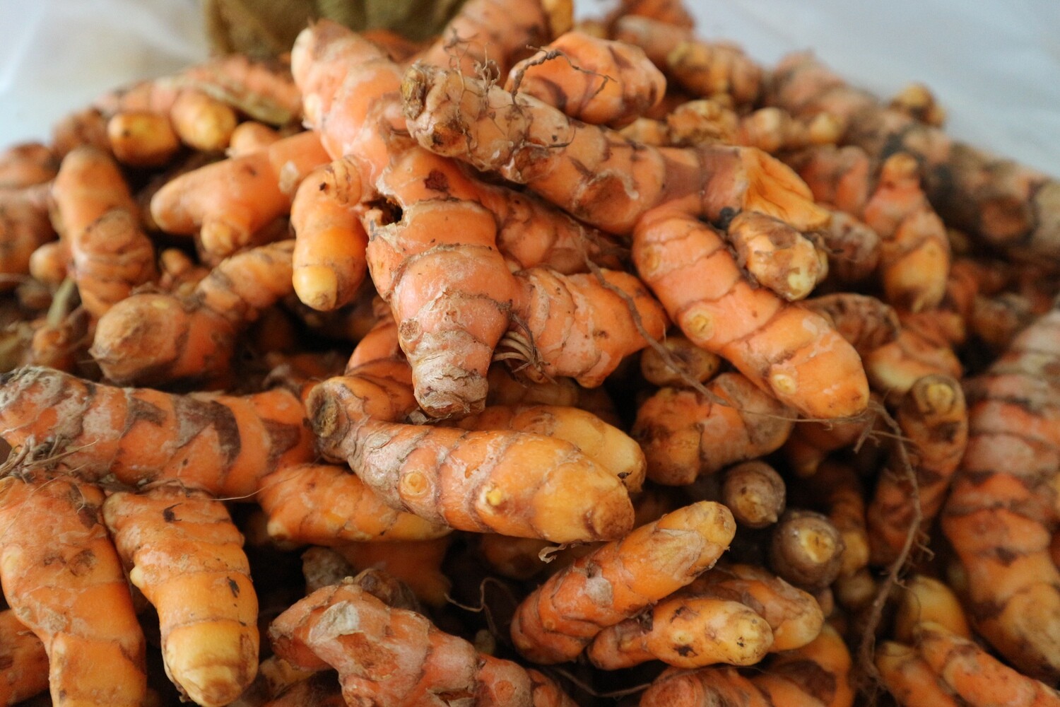 Turmeric Rhizome  Cu Nghe Curcuma longa Zingiberaceae, Options: 3 roots
