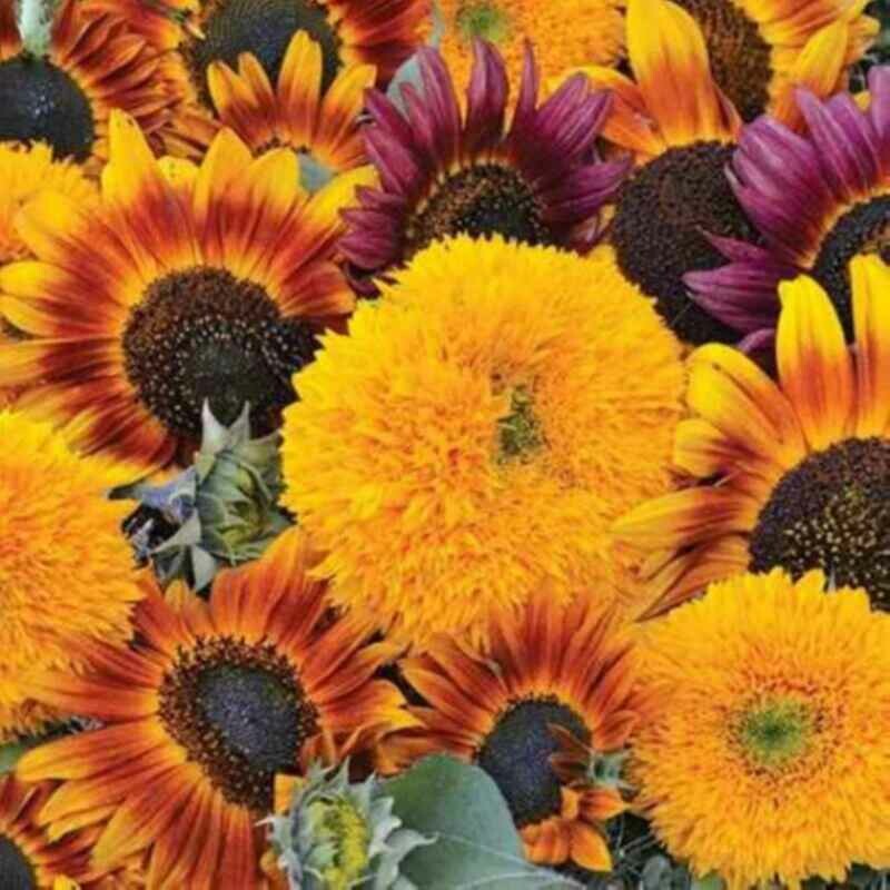 Sunflower Seeds for Planting - Jumbo Mix Pack 15+ Varieties