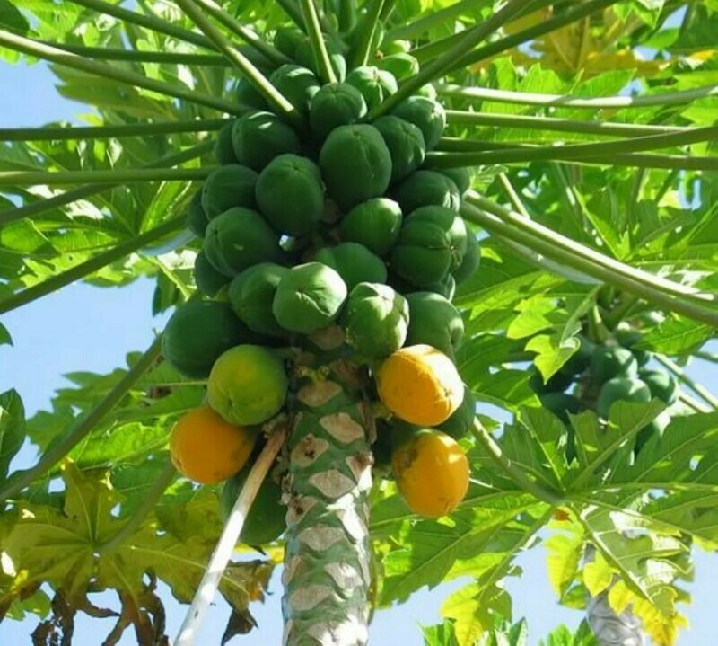 Papaya (Carica papaya)