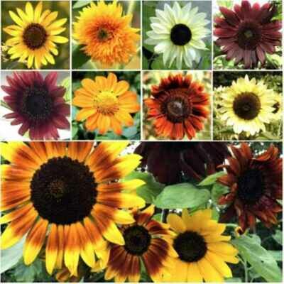 Sunflower Seeds for Planting - Jumbo Mix Pack 15+ Varieties
