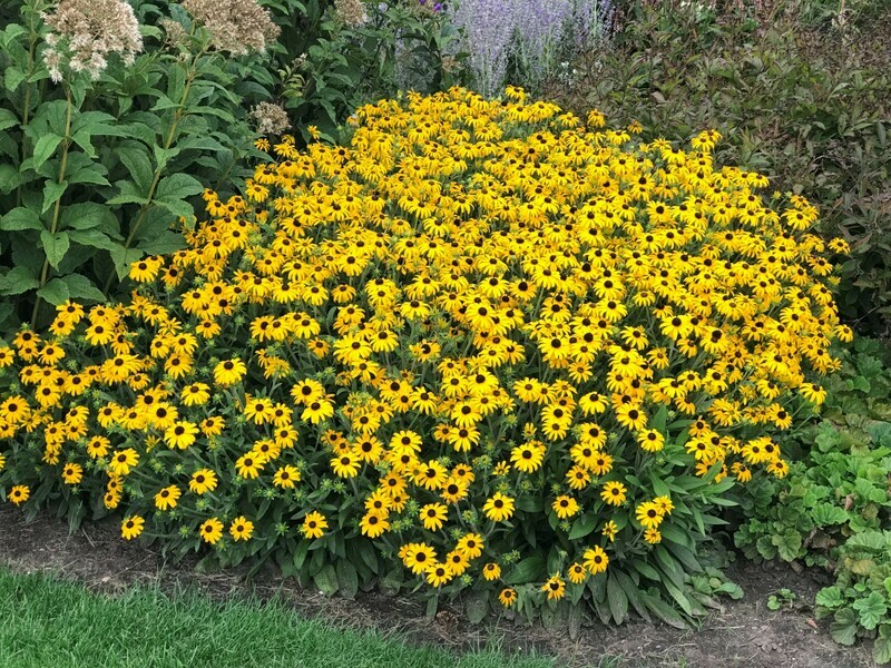 ​Plant black-eyed Susans Rudbeckia hirta