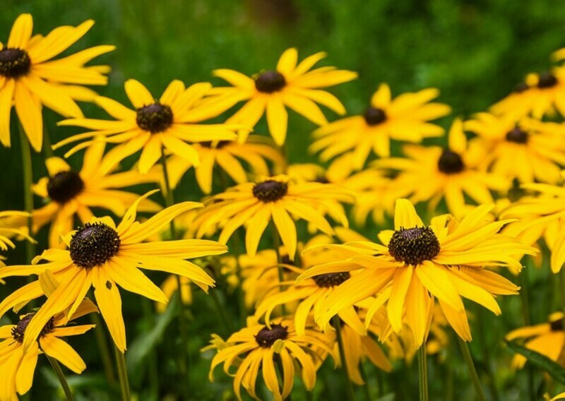 ​Plant black-eyed Susans Rudbeckia hirta