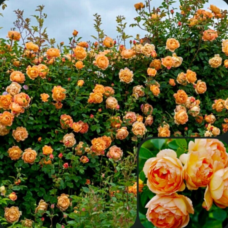 Climbing rose flower rose