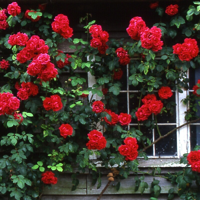 Climbing rose flower rose