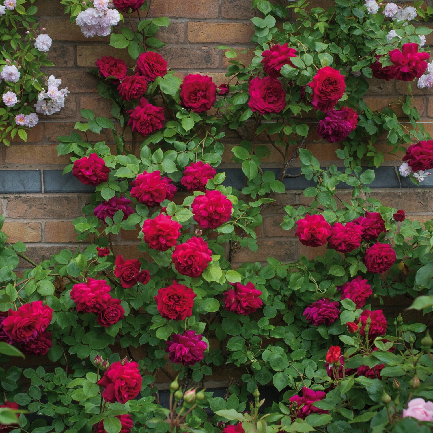 Climbing rose flower rose, Colors: Red