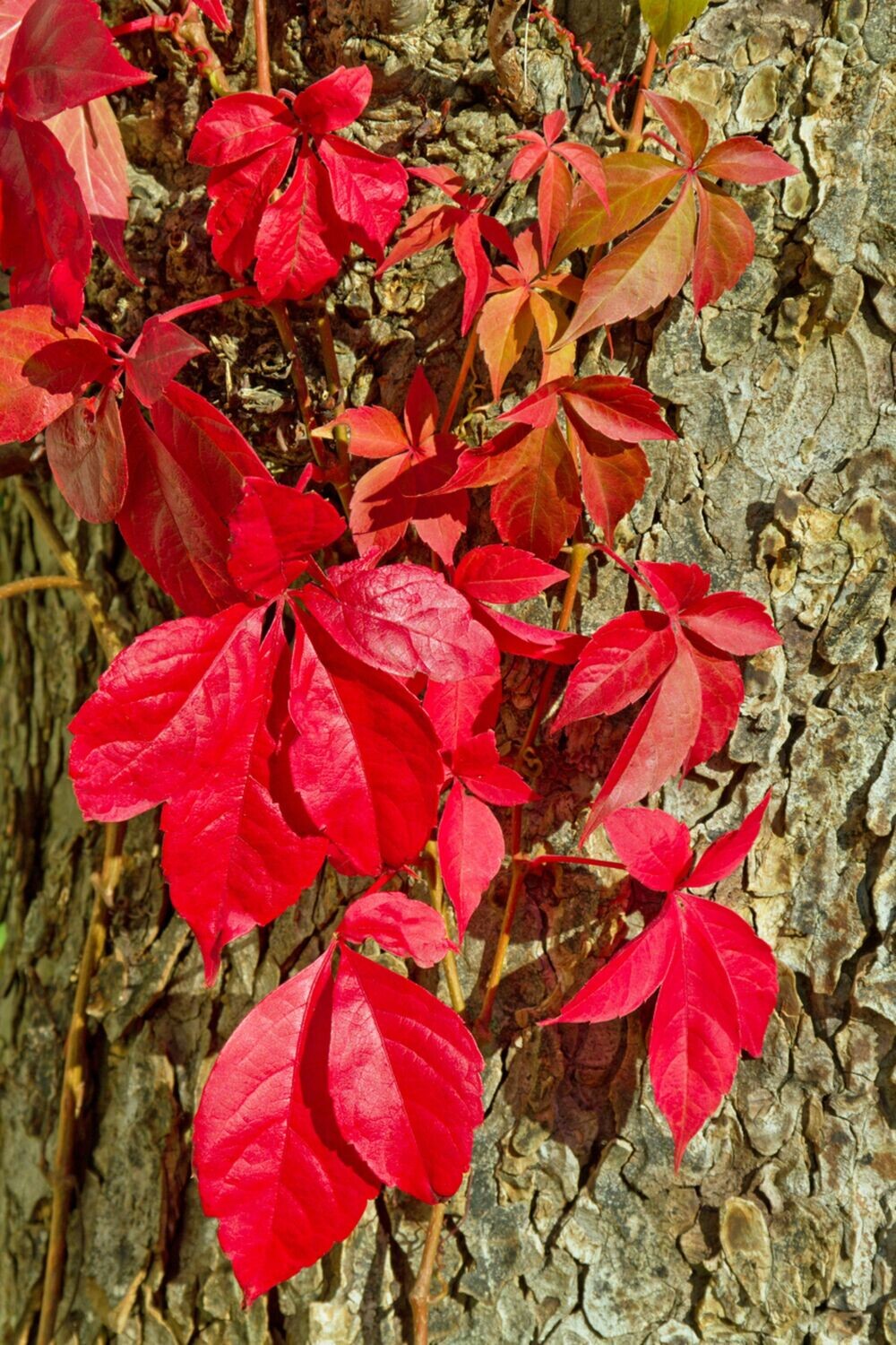 Virginia Creeper plant Red Wall Ivy