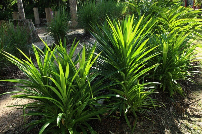 Pandanus amaryllifolius Pandan leaf Cay La Dua