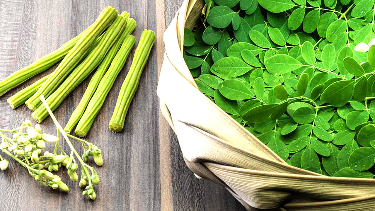 Moringa oleifera cay chum ngay