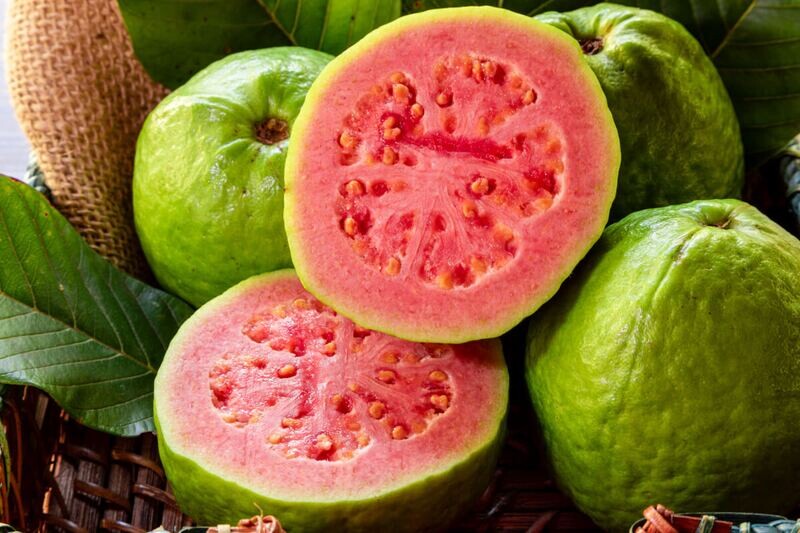 GUAVA Psidium guajava