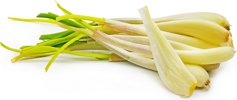 Allium chinense Rakkyo Cu Kieu