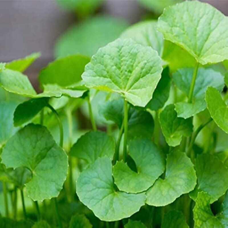Rau Ma Bua BoK GOTU KOLA Rau Ma
