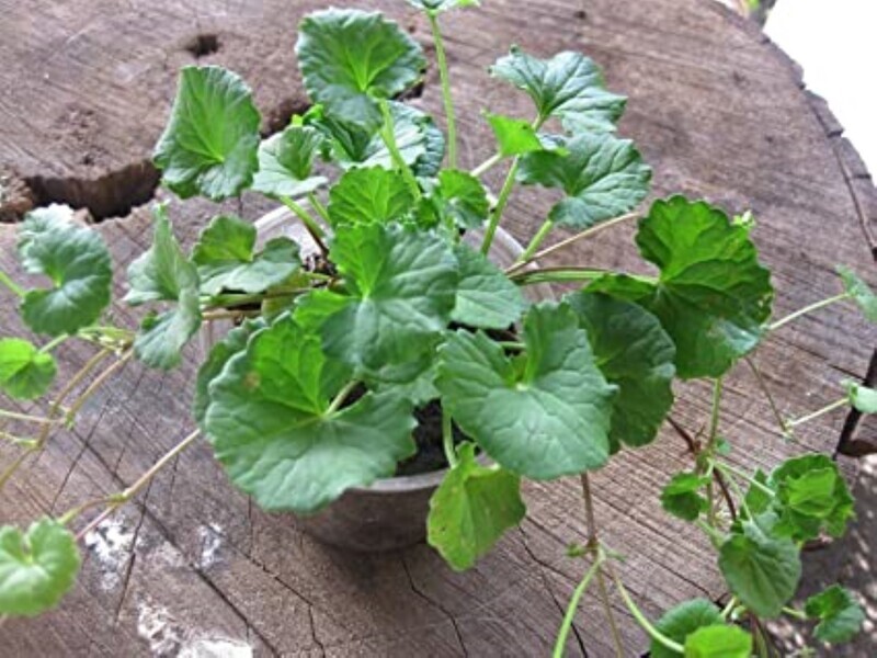 Rau Ma Bua BoK GOTU KOLA Rau Ma