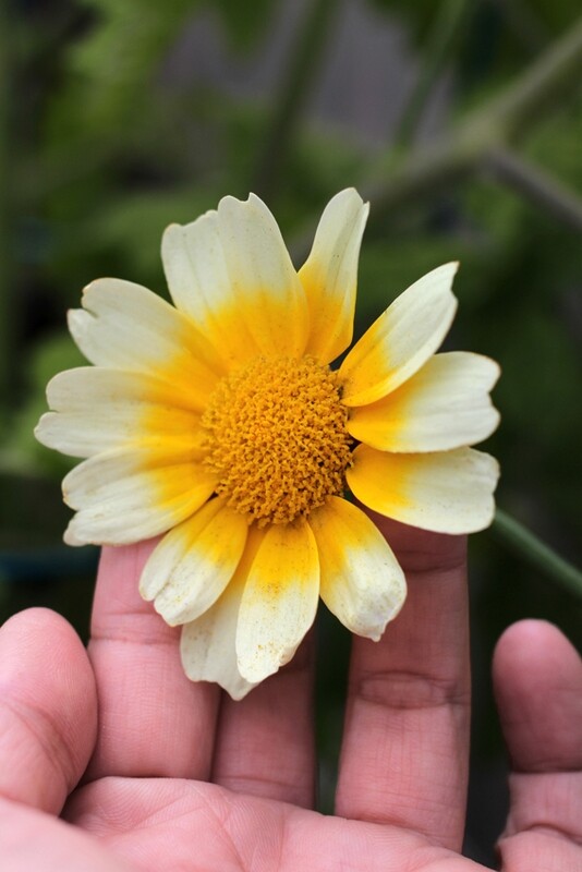 Green Chrysanthemum Shungiku Tan O