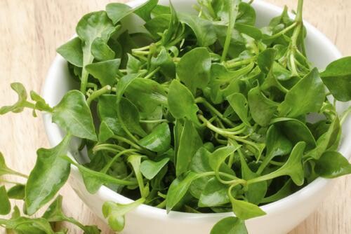 WATERCRESS yellowcress Nasturtium officinale Summer Seeds leaf veggie Seeds