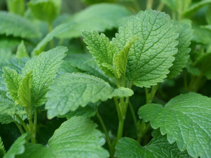 Lemon Lemon Balm Lamiaceae Mint Kinh Gioi