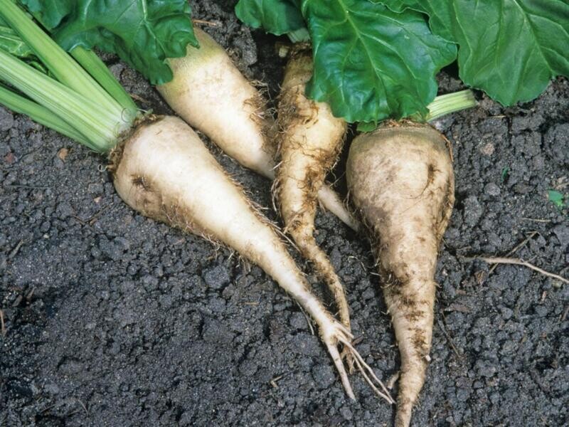 Sugar Beet Seeds Củ cải đường
