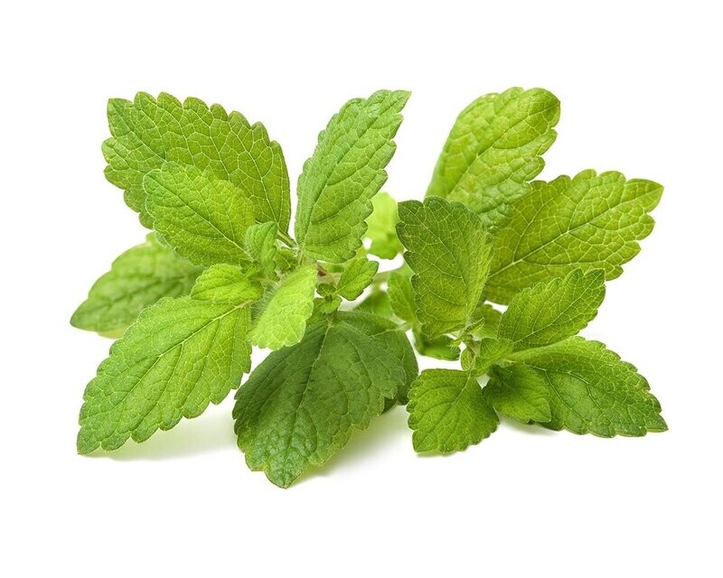 Lemon Lemon Balm Lamiaceae Mint Kinh Gioi