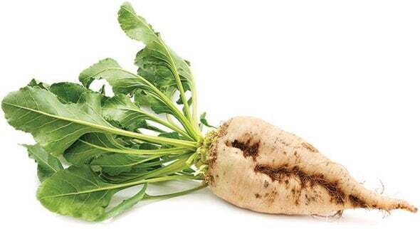 Sugar Beet Seeds Củ cải đường