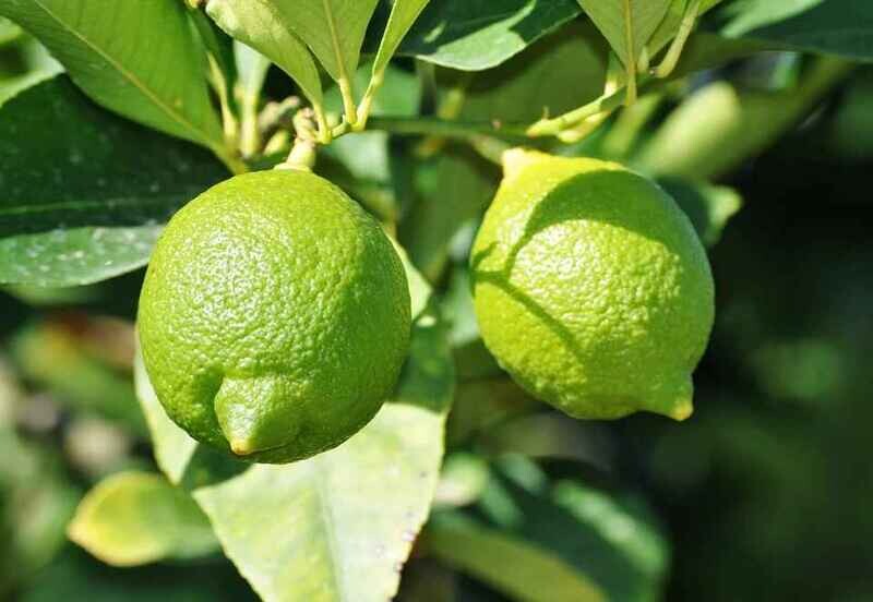 Lime Tree Citrus Green lemon Plant Cay Chanh