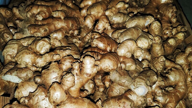 Spicy Ginger Rhizome Plant zingiber officinale