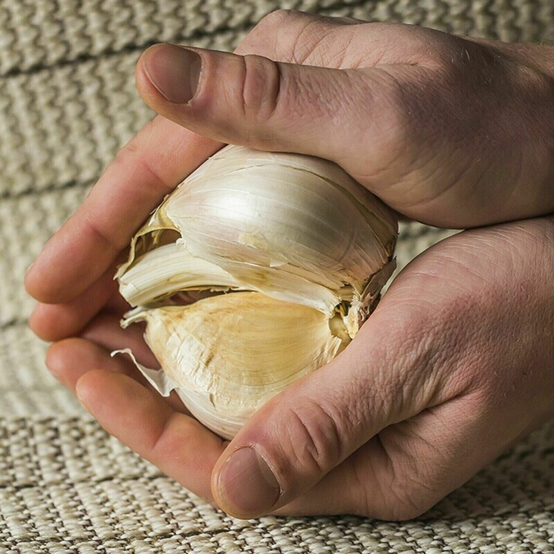 GARLIC Elephant Garlic seeds (Ajo Elefante)