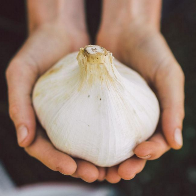 GARLIC Elephant Garlic seeds (Ajo Elefante)