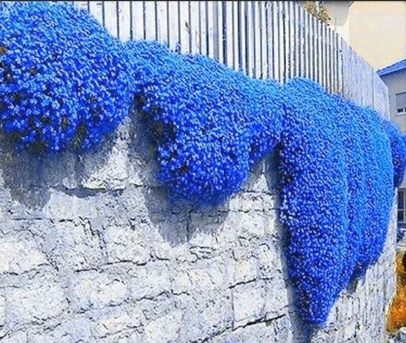 blue carpet creeping thyme