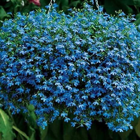 blue carpet creeping thyme