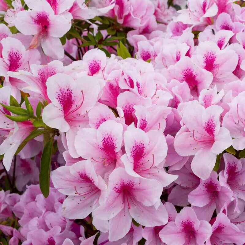 Rhododendron Azalea Bonsai