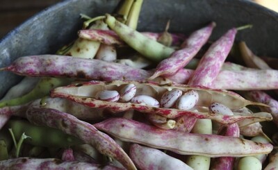 PINTO BEAN FRIJOLES PINTOS FRESH HARVEST