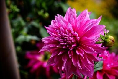 Growing and extracting magenta plants!