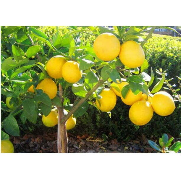 Dwarf Lemon Bonsai Tree