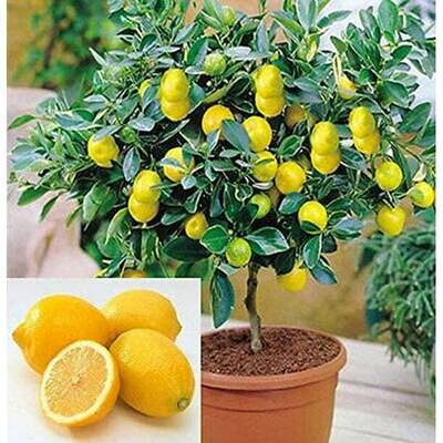 Dwarf Lemon Bonsai Tree