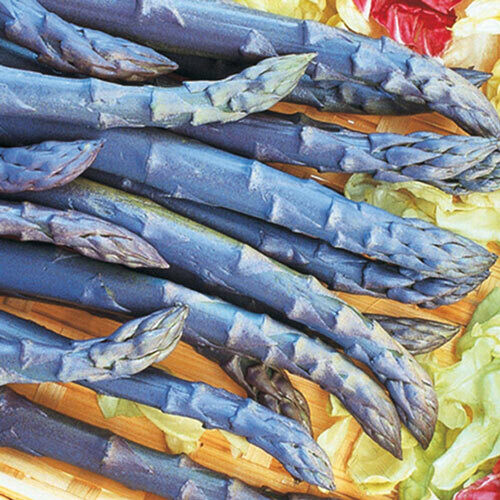 Purple Passion Asparagus